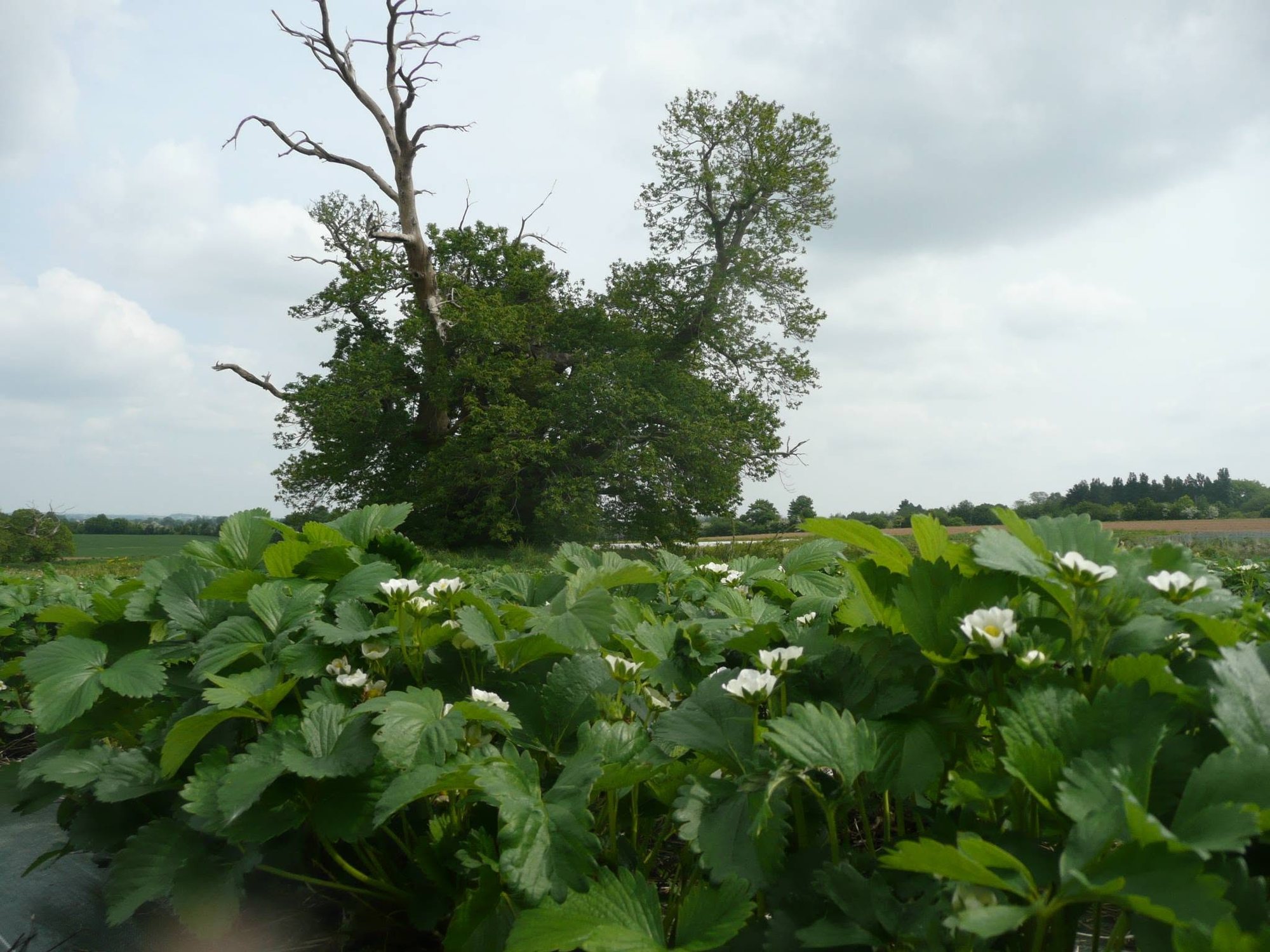 Le châtaignier remarquable de Corps-Nuds en été, au milieu des fraisiers de la cueillette