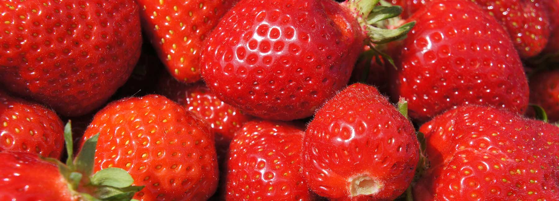 Fraises bio de la cueillette libre
