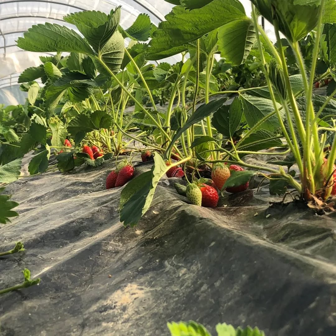 Ouverture de la cueillette ce vendredi 15 mai — Les Jardins du Châtaignier