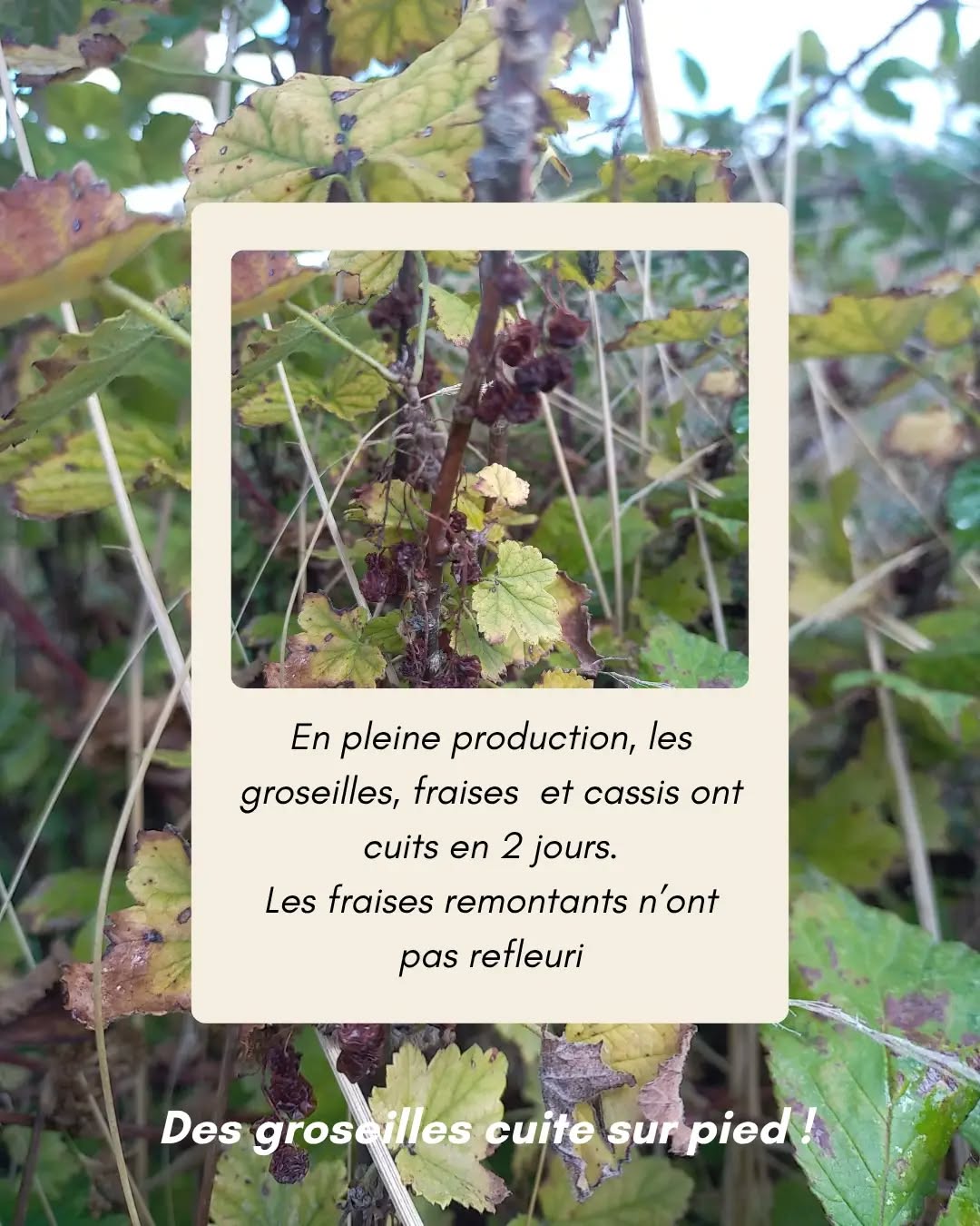 Bilan estival et fermeture de la cueillette — Les Jardins du Châtaignier