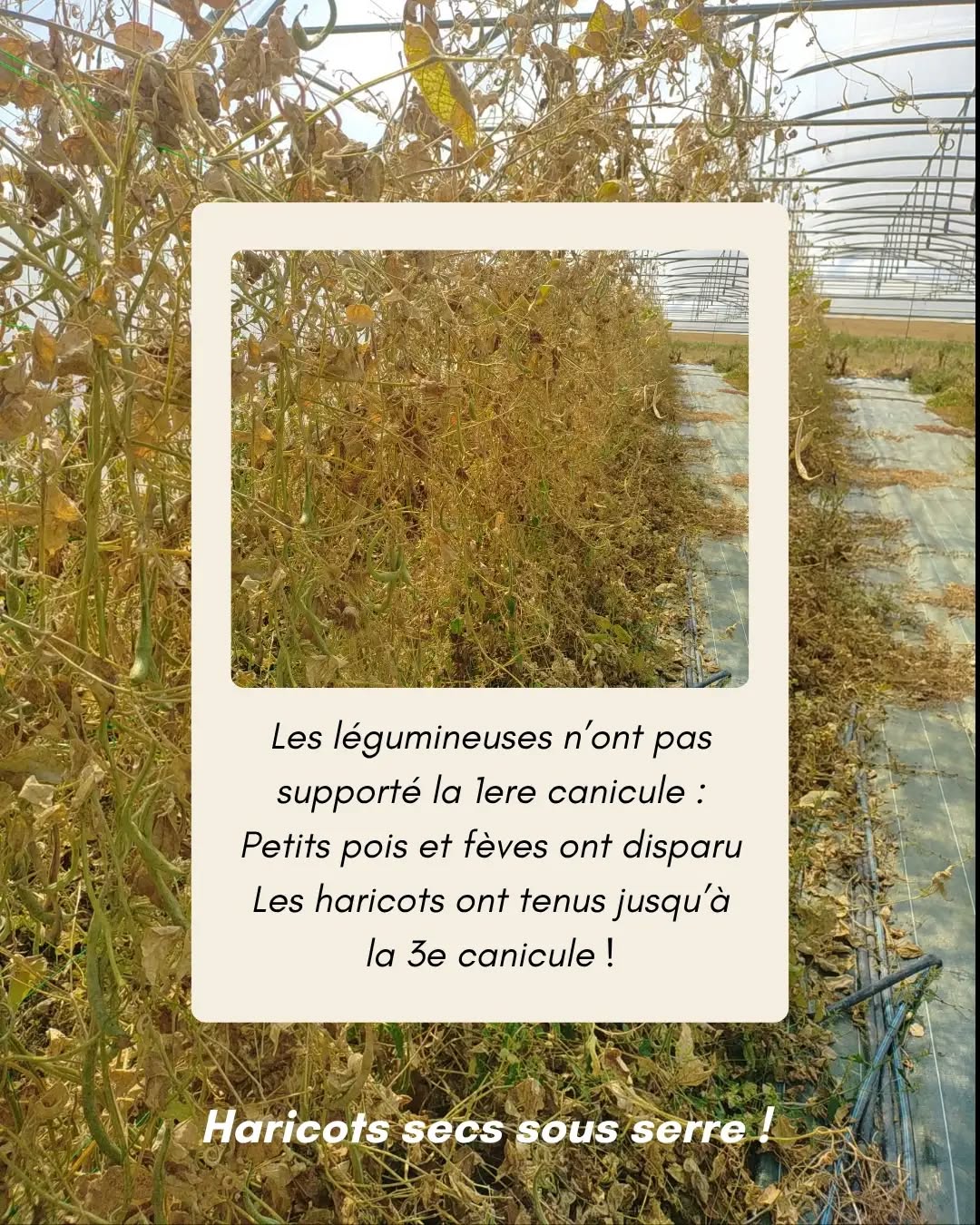 Bilan estival et fermeture de la cueillette — Les Jardins du Châtaignier