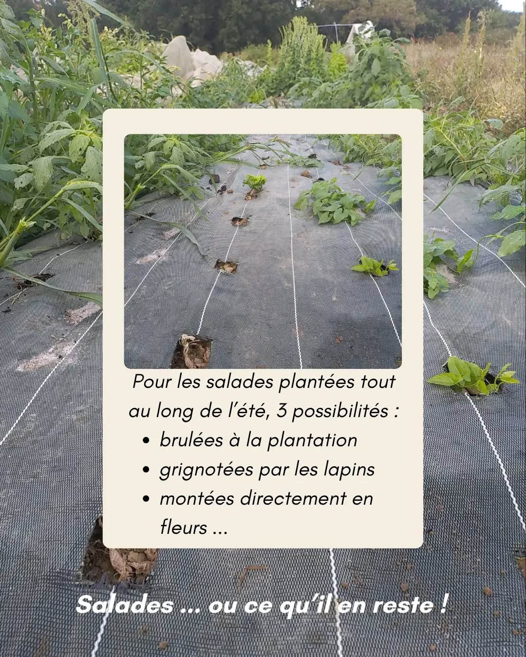 Bilan estival et fermeture de la cueillette — Les Jardins du Châtaignier